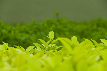 Fresh oragnic tea leaves grow to perfection in South East Asia.