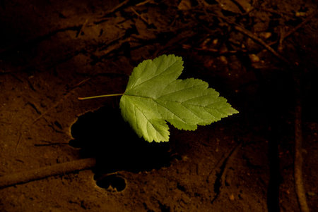 A fresh green leaf drifts gently down a rocky mountain stream.の写真素材