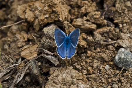The Butterfly on Soilの写真素材