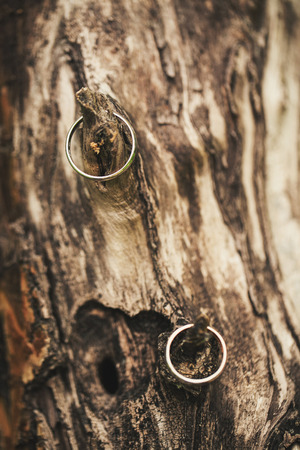 Two wedding gold rings hanging on the treeの写真素材