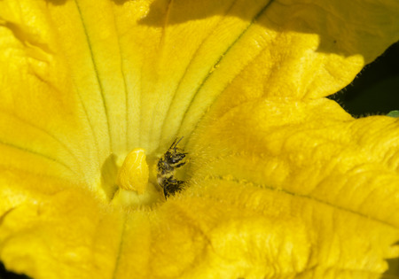 Bee struggling to get out of a pumpkin flowerの写真素材