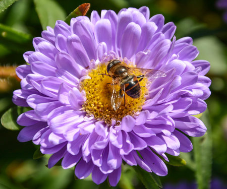 Bee on a purple flower