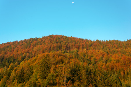 Autumn forest with a setting waning gibbous moon and a clear blue skyの写真素材