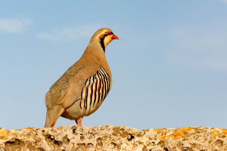 Chukar Partridge (Alectoris chukar) - greek bird on a stone wall and against blue sky looking awayの写真素材