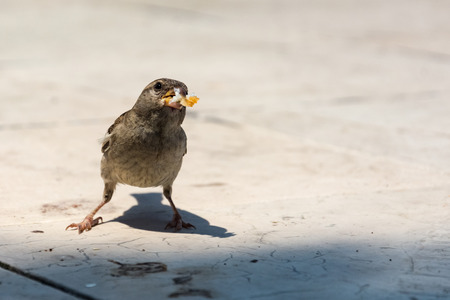 Sparrow with a piece of bread in the beak looking for more foodの写真素材