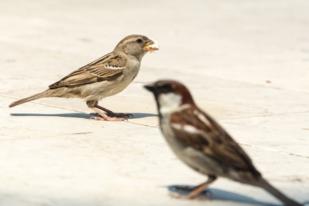 Couple of sparrows waiting for more bread as the female already has a piece in the beakの写真素材