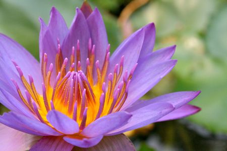 Tropical Water Lilyの写真素材