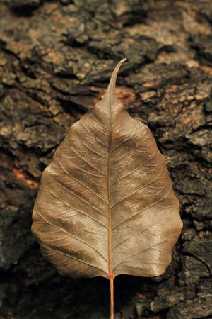 golden Bodhi Treeの写真素材