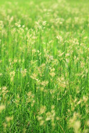 morning grass 2の写真素材