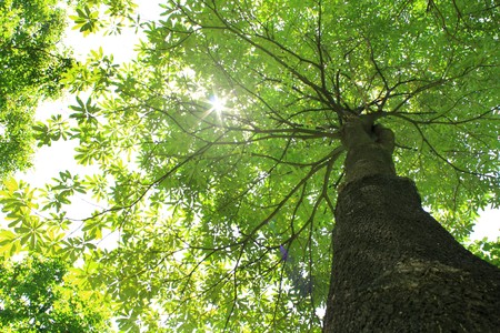 Naturalの写真素材