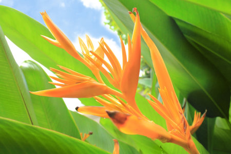 Bird of paradise flower