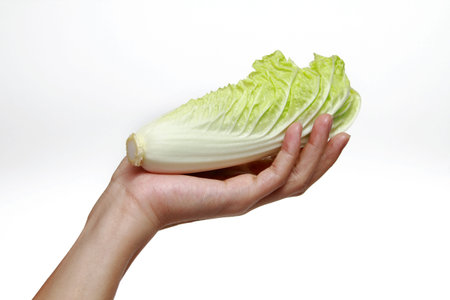 Chinese Cabbageの写真素材