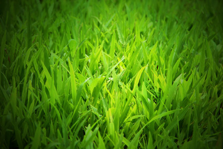 green grass