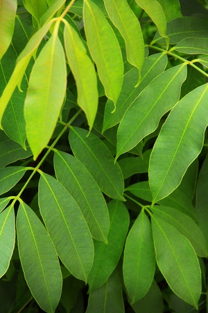 natural green leafの写真素材
