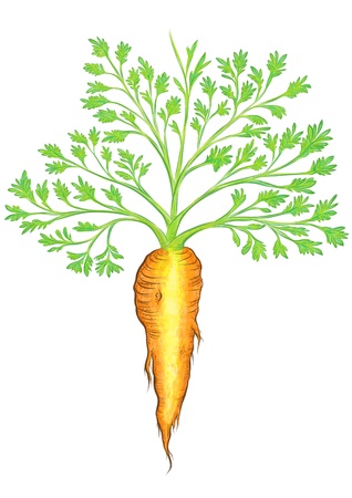 Beautiful Carrotの写真素材
