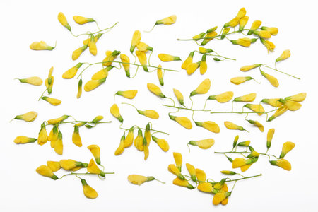 Sesbania flowerの写真素材