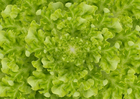 lettuceの写真素材