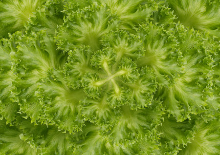Lettuce