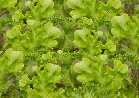 Lettuceの写真素材
