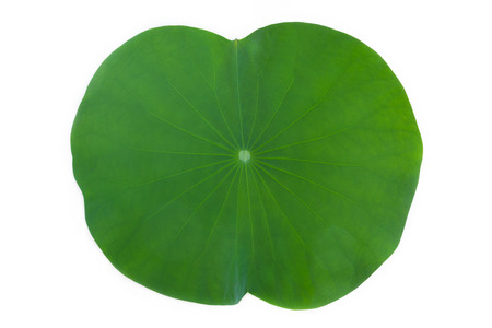 Lotus leaf isolate on white backgroundの写真素材