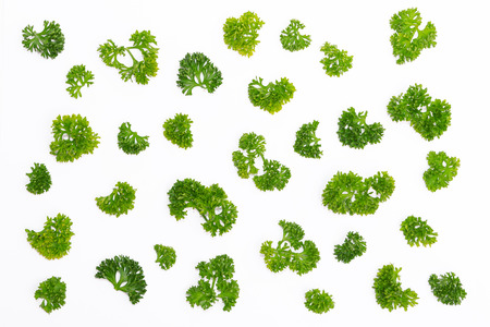 Fresh parsley arranged in a pattern isolated on white backgroundの写真素材