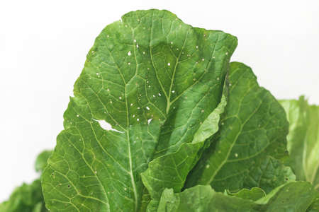 Organic vegetables Non-toxic vegetables Pesticide residue freeの写真素材