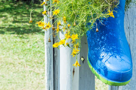 Yellow Daisy bushes in Boots,Callistephus Chinensis,Asterの写真素材