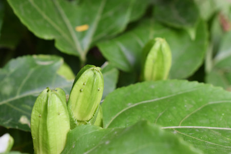 Passion flower bud close up with leafの写真素材