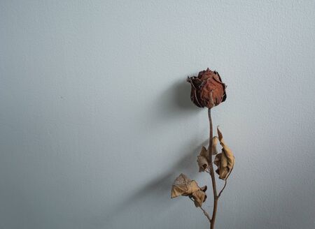 Dried red roes, valentine sadnessの写真素材