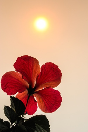 Hibiscus flower with bright light の写真素材