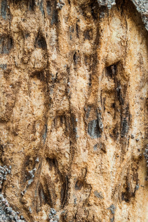 Texture old bark poplar