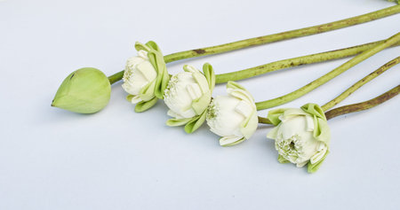 A group of white lotus