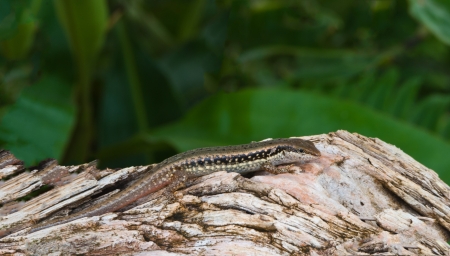 Iguana on a rock in the garden の写真素材