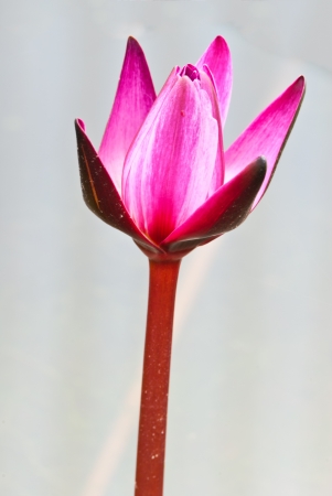 image of a lotus flower on the waterの写真素材