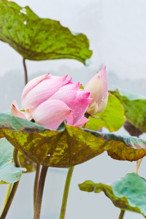 Pink water lily flower (lotus) Lotus flower is a important symbol in Asian culture.の写真素材
