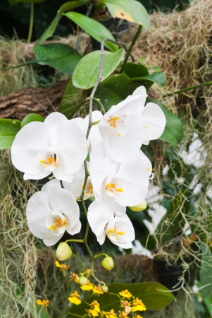 Branch of white orchid on greenhouseの写真素材