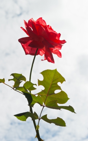 Close up of orange rose.の写真素材