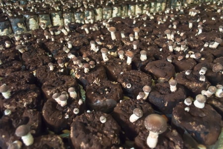 Mushrooms Growing In A Farmの写真素材