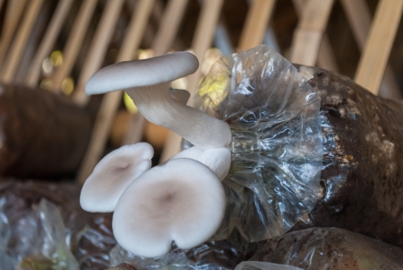 Oyster mushrooms are growing in  farm の写真素材