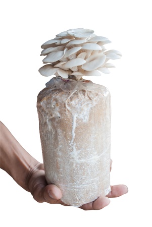 Hand of hold bag of mushrooms grown on the farm on isolated white background の写真素材