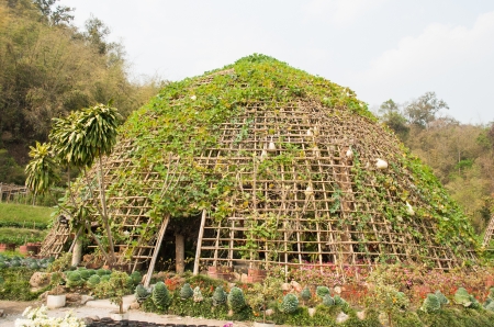 Vegetable tunnel at Chiang Mai, Thailandの写真素材