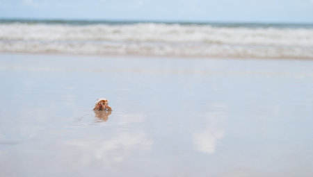 Hermit crab on the beachの写真素材
