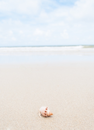 Hermit crab on the beach at Phuket island,Thailandの写真素材