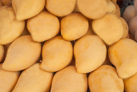 Group of yellow mangos の写真素材