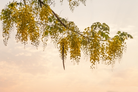 Flower of Golden Shower Tree  の写真素材