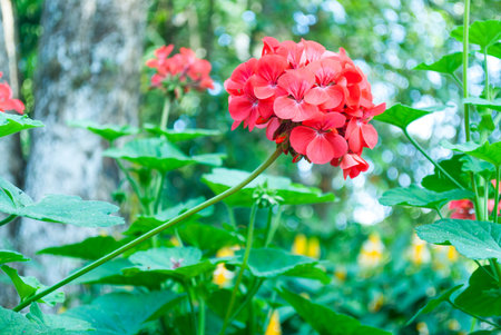 red  geraniums in the home garden.