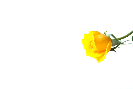 Yellow rose for Valentineの写真素材