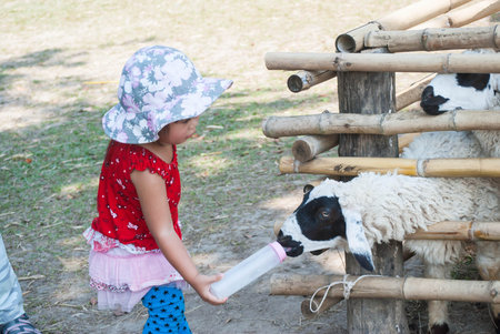 Asian Girl enjoys feeding a sheepの写真素材