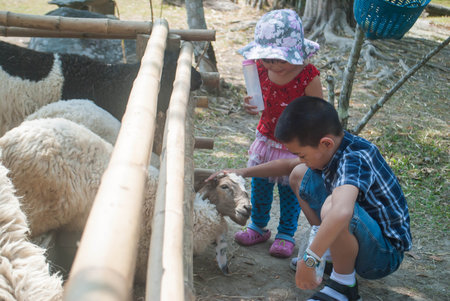 Asian cute baby Girl and brother enjoys feeding a sheep.の写真素材
