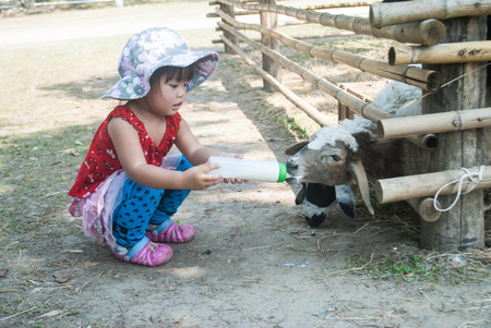 Asian Girl enjoys feeding a sheepの写真素材